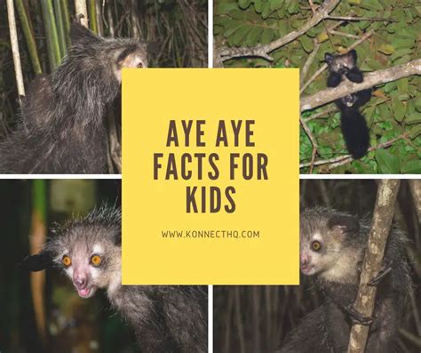 Aye Aye Facts for Kids - KonnectHQ