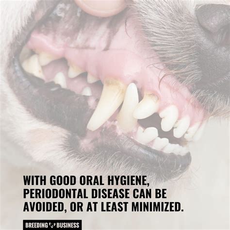 Dog Periodontal Disease Signs Diagnosis Stages Treatment And Faq