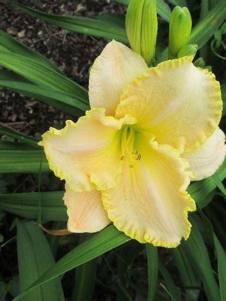 Hemerocallis Ode To Happiness Hémérocalle Daylily Jardins Michel