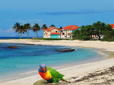 Introducir Imagen Fond D Cran Plage Guadeloupe Fr Thptnganamst