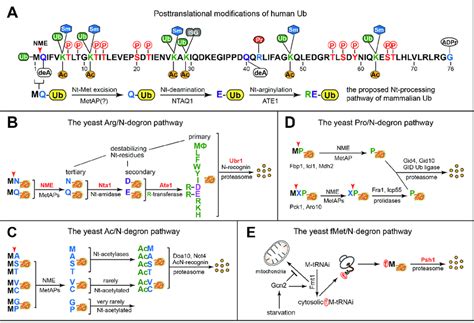 Post Translational Modification Sites On Ub And The Yeast N Degron