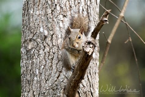 Okefenokee Cat Squirrels Okefenokee Photography Project By William Wise