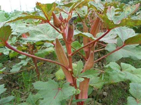 農民種植它，畝產4000斤，是農民發展致富的好項目 每日頭條