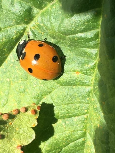 Seven Spotted Lady Beetle From Grevillea Ave Lawndale CA US On March