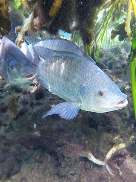 Como Pescar Til Pia Dicas E T Cnicas De Pescador Caiaque