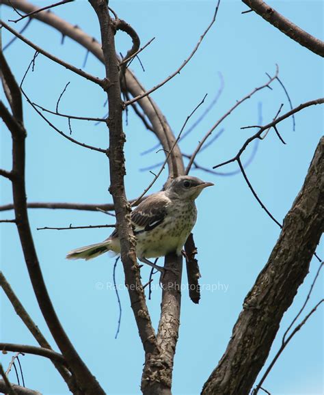 Mockingbird fledgling : r/birding