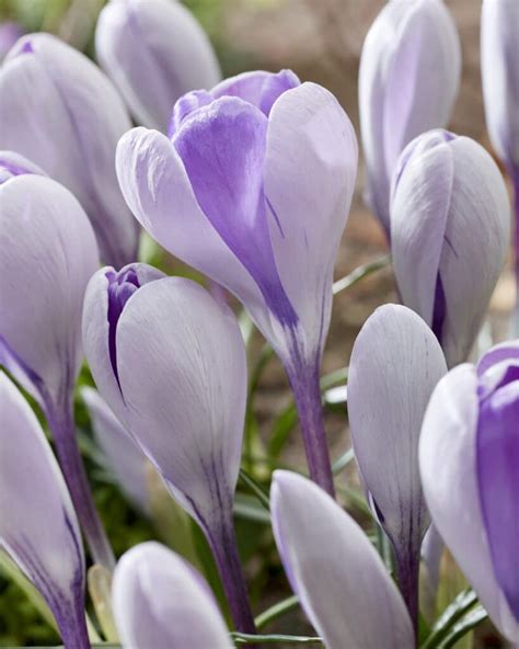 Buy Whale Shark Bulbs Online - Autumn, Crocus, Large Flowering Crocus- Bloms Bulbs UK