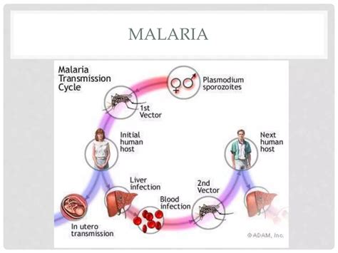 Tropical Diseases | PPT