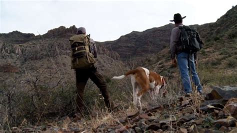 Hunting Mountain Lion with Dogs