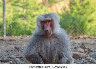 Male Baboon Sitting On Ground Stock Photo 1995242456 | Shutterstock