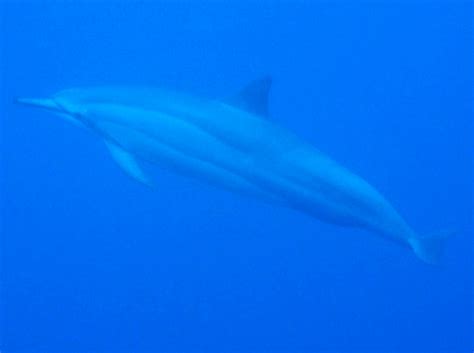 Spinner Dolphin - Stenella longirostris - Dolphins - - Tropical Reefs