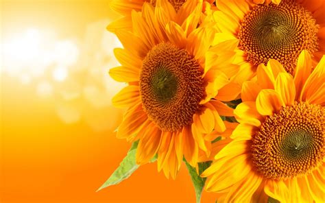 Sunflower Backgrounds Pictures Group (36+)