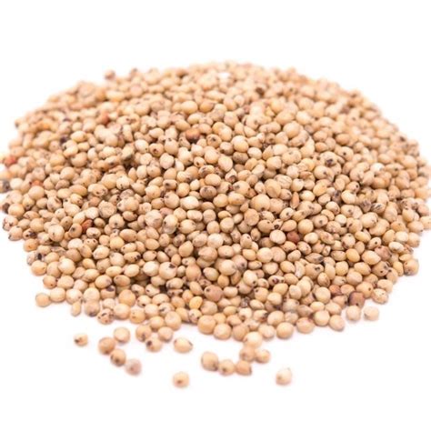 White Sorghum Manufacturer Supplier Exporter