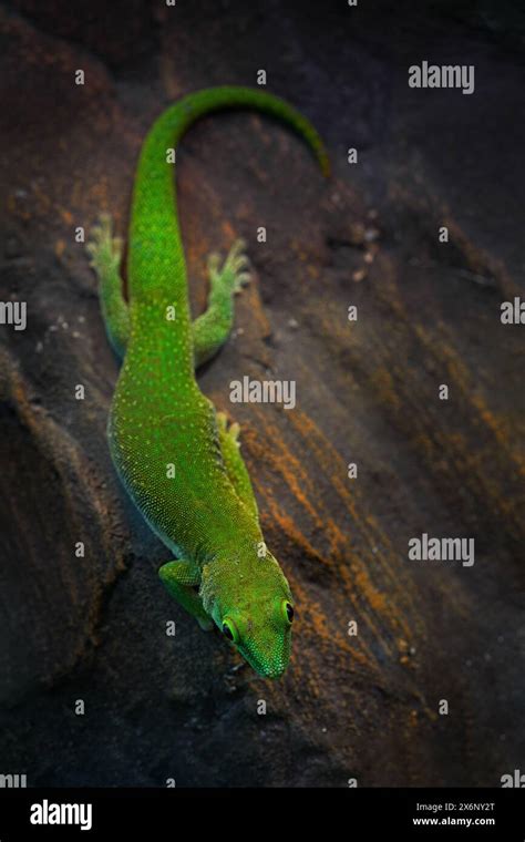 Kochs Giant Day Gecko Phelsuma Madagascariensis Kochi Green Endemic