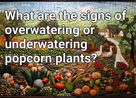 What Are The Signs Of Overwatering Or Underwatering Popcorn Plants Agriculture Gov Capital