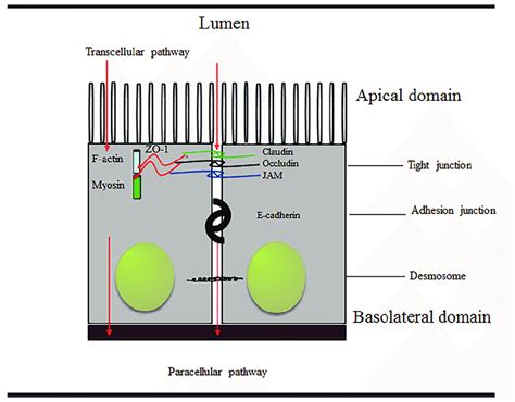 Schematic Diagram Of Junctional Complexes Showing The Location Of