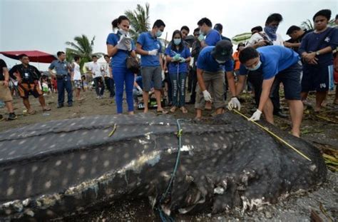 Rare whale shark washes ashore near Philippine capital