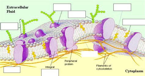 Cell Membrane Diagram Quizlet