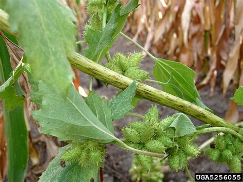 Common Cocklebur Xanthium Strumarium L