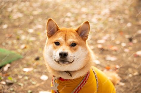 Premium Photo | Shiba inu dog playing with a frisbee in the park shiba ...