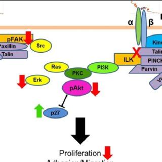 Lunasin Induced Changes In Histone Acetylation In Nsclc Cells From