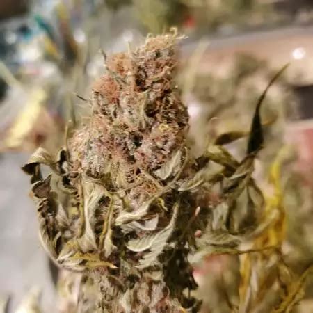 Black Cherry Punch Strain Info / Black Cherry Punch Weed By Pyramid ...