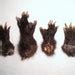 Real Possum Foot Paw Taxidermy Feet Small Bones, Claws, and Skin - Etsy