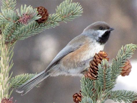 Boreal Forest: Birds Of The Boreal Forest