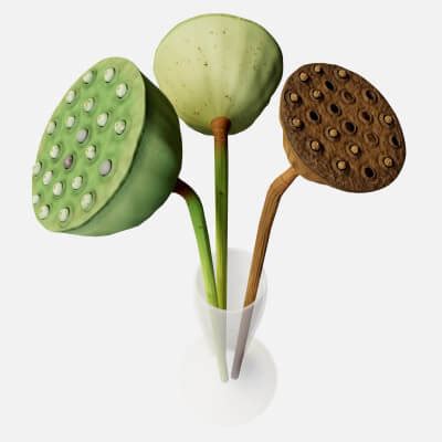 Lotus Seed Pods On Skin