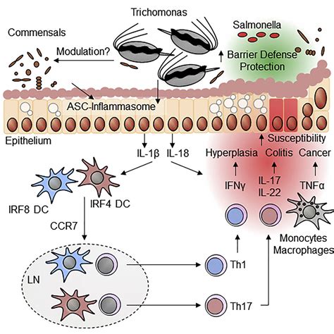 Host Protozoan Interactions Protect From Mucosal Infections Through Activation Of The