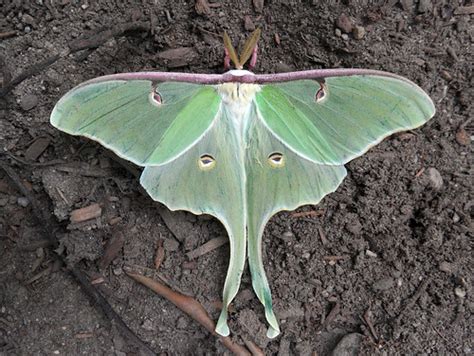 Luna Moth Actias Luna · Inaturalistca