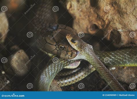 King Cobra Eating Rat Snake Stock Image - Image of predator, hood ...