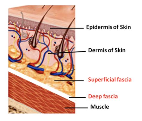 Anatomy Lab Practical 1 Flashcards Quizlet