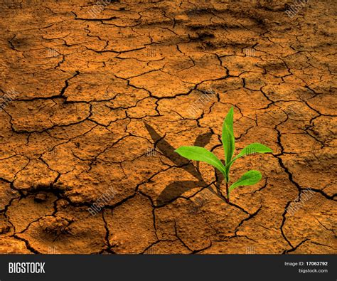 Imagen Y Foto Tierra Seca Con La Prueba Gratis Bigstock