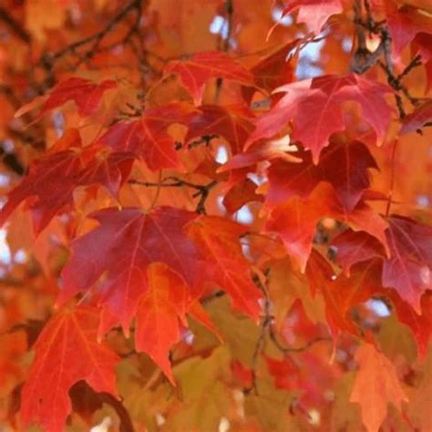 Fall Fiesta Sugar Maple Super Son Nursery