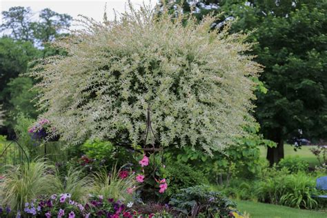 6 Reasons To Plant A Dappled Willow & How To Care For It