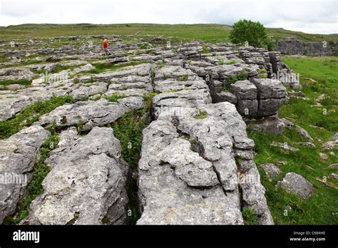 The Limestone Pavement Above Malham Cove Yorkshire Yorkshire Dales