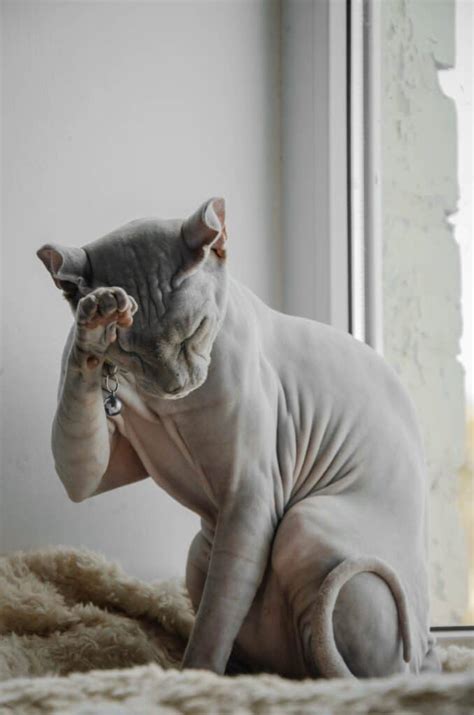 Sphynx Fakta Om Kattrasen Sphynx Ven Kallad Nakenkatt