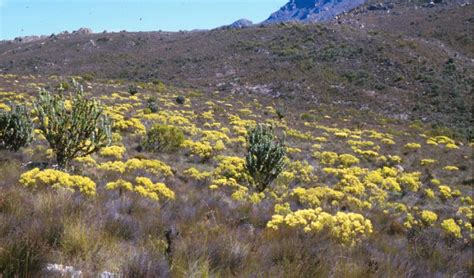 Fynbos Biome | PlantZAfrica