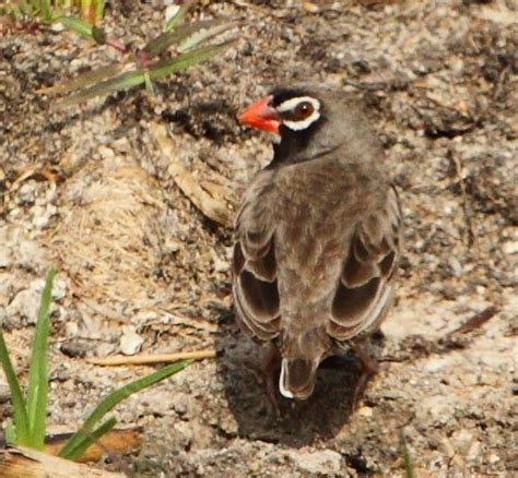 African Quailfinch Ortygospiza Fuscocrissa African Quail Flickr