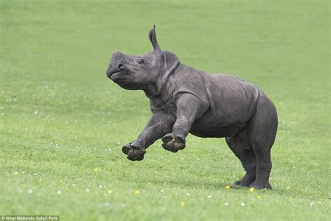 happy baby rhino : Eyebleach