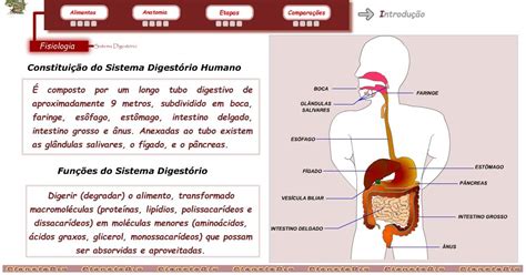 Qual A Importancia Da Digestao Para O Nosso Corpo