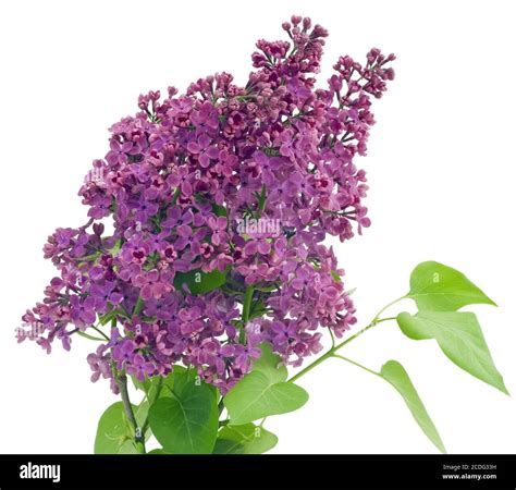 Purple lilac isolated Stock Photo - Alamy