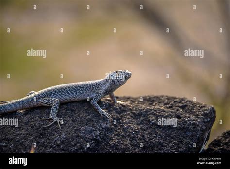 Mabuia Or Noronha Skink Trachylepis Atlantica Fernando De Noronha