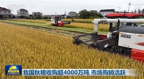 我国秋粮收购超4000万吨 市场购销活跃 荔枝网