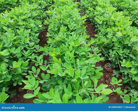 Campo Verde De Arachis Que Crece En Una Granja Imagen De Archivo