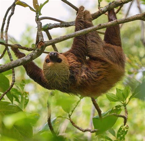 The Hoffmann S Two-toed Sloth (Choloepus Hoffmanni), Also Known As the ...