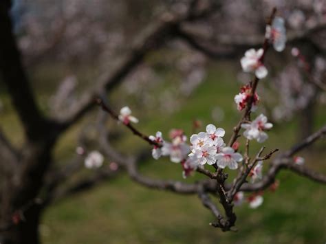 Wallpaper Jepang Makanan Taman Cabang Buah Bunga Sakura Mekar