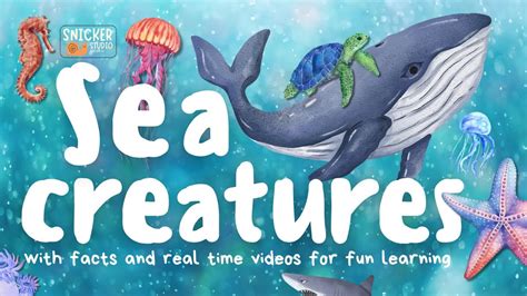 Wonderful Sea Creatures Marvels Of Sea Life YouTube