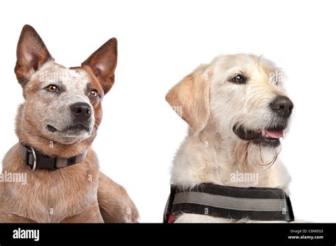 Labrador And Australian Cattle Dog In Front Of A White Background Stock